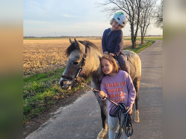 Kuc walijski sekcji B Klacz 4 lat 129 cm in Bedburg