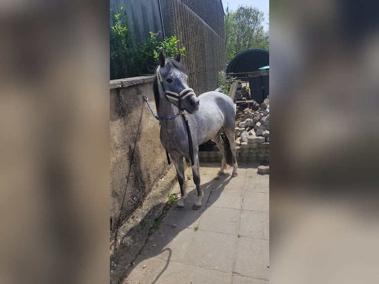 Kuc walijski sekcji B Klacz 4 lat 129 cm in Bedburg