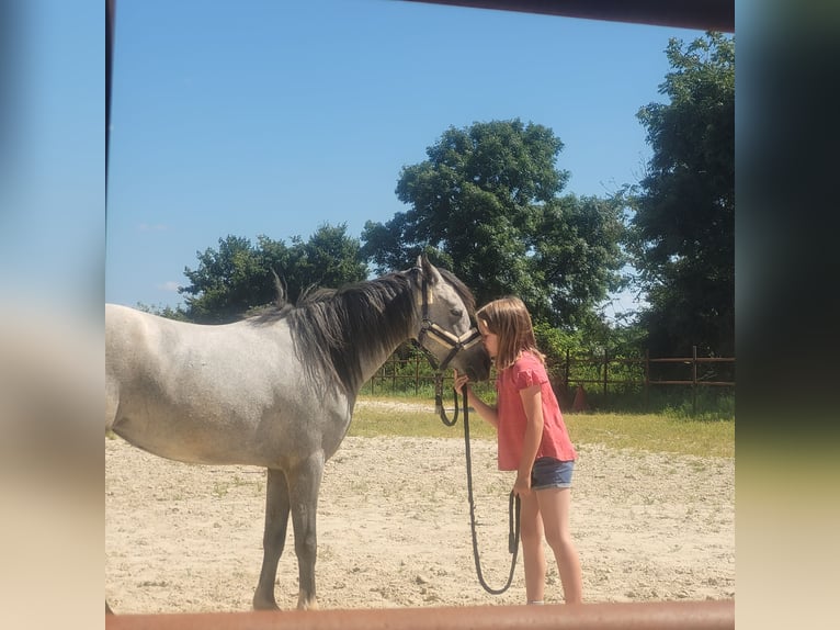 Kuc walijski sekcji B Klacz 4 lat 129 cm in Bedburg