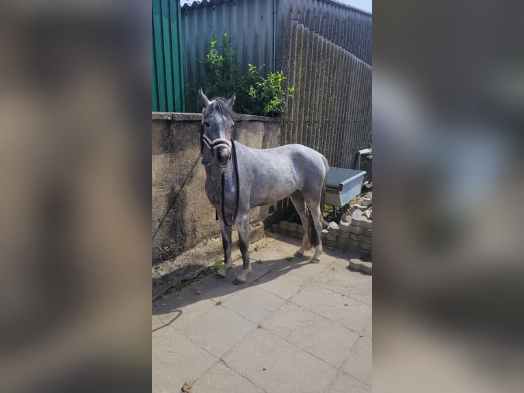 Kuc walijski sekcji B Klacz 4 lat 129 cm in Bedburg