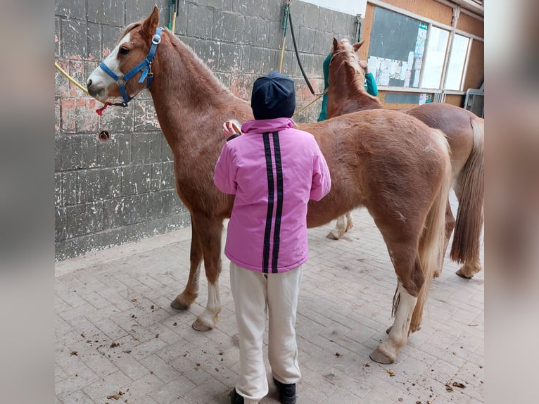 Kuc walijski sekcji B Klacz 4 lat 130 cm Kasztanowata in Landolfshausen OT Mackenrode