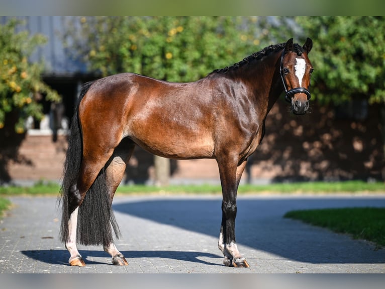 Kuc walijski sekcji B Klacz 4 lat 132 cm Gniada in Vorden