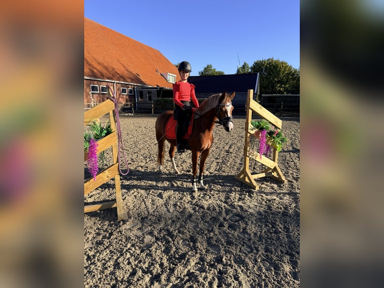 Kuc walijski sekcji B Klacz 4 lat 135 cm Kasztanowata in Nieuw-Weerdinge