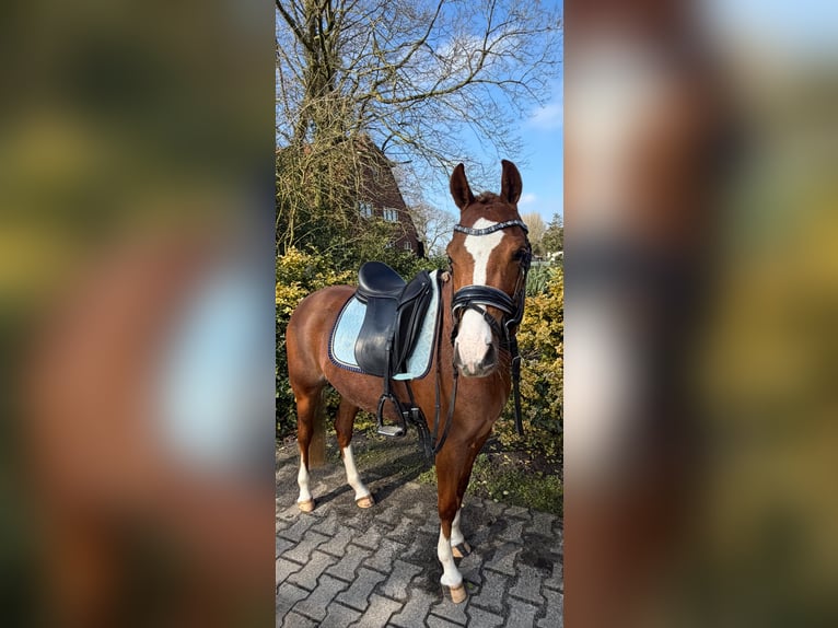 Kuc walijski sekcji B Klacz 4 lat 135 cm Kasztanowata in Nieuw-Weerdinge