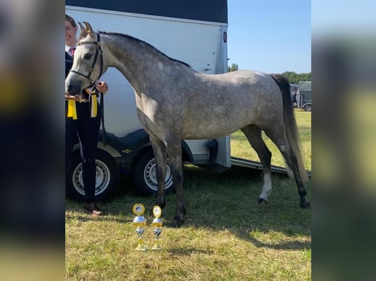 Kuc walijski sekcji B Klacz 4 lat 136 cm Siwa in WerneckWerneck