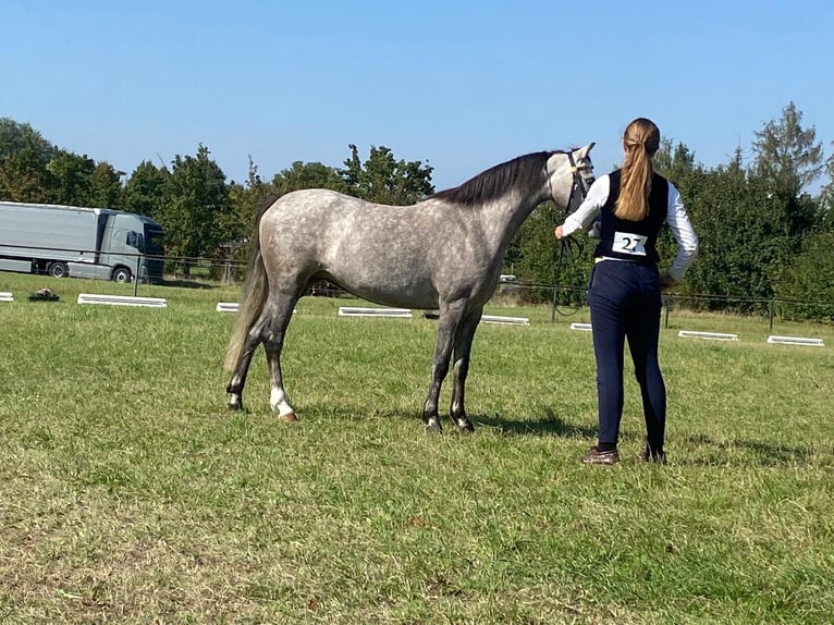 Kuc walijski sekcji B Klacz 4 lat 136 cm Siwa in WerneckWerneck