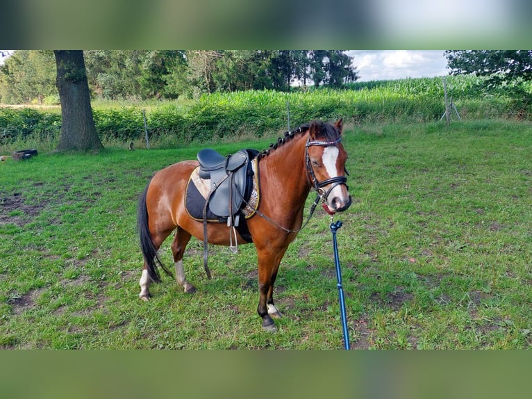 Kuc walijski sekcji B Mix Klacz 5 lat 120 cm Gniada in Voltlage