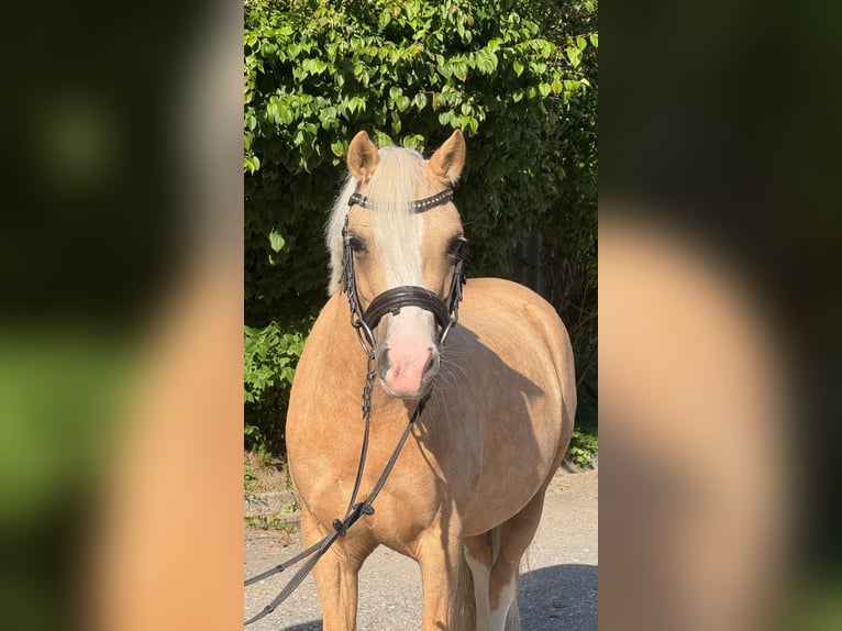 Kuc walijski sekcji B Klacz 5 lat 124 cm Izabelowata in Sihlbrugg
