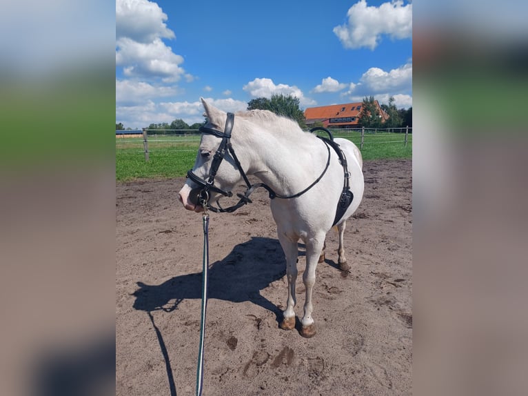 Kuc walijski sekcji B Mix Klacz 5 lat 125 cm Siwa in Stemwede