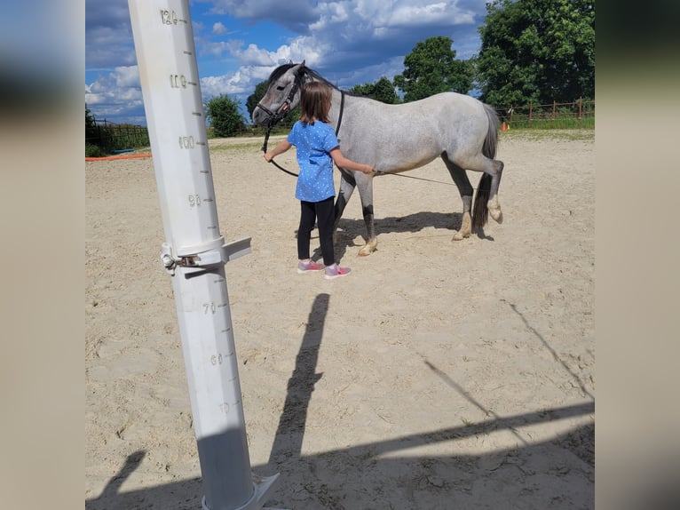 Kuc walijski sekcji B Klacz 5 lat 129 cm in Bedburg