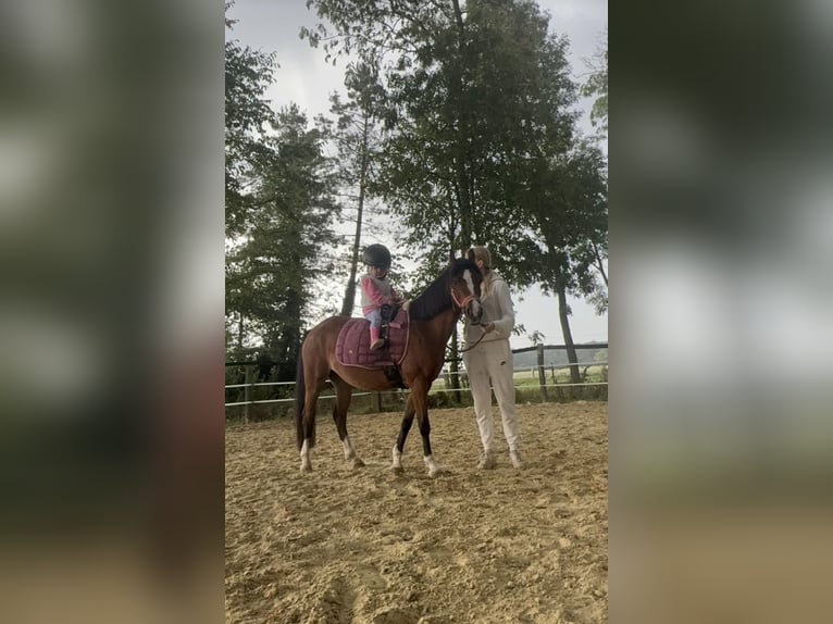 Kuc walijski sekcji B Klacz 5 lat 130 cm Gniada in Drensteinfurt