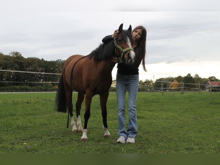 Kuc walijski sekcji B Klacz 5 lat 130 cm Gniada in Drensteinfurt