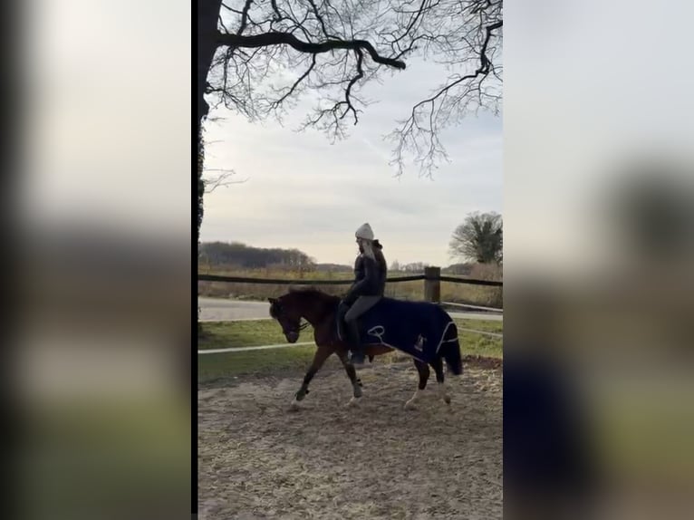 Kuc walijski sekcji B Klacz 5 lat 130 cm Gniada in Drensteinfurt