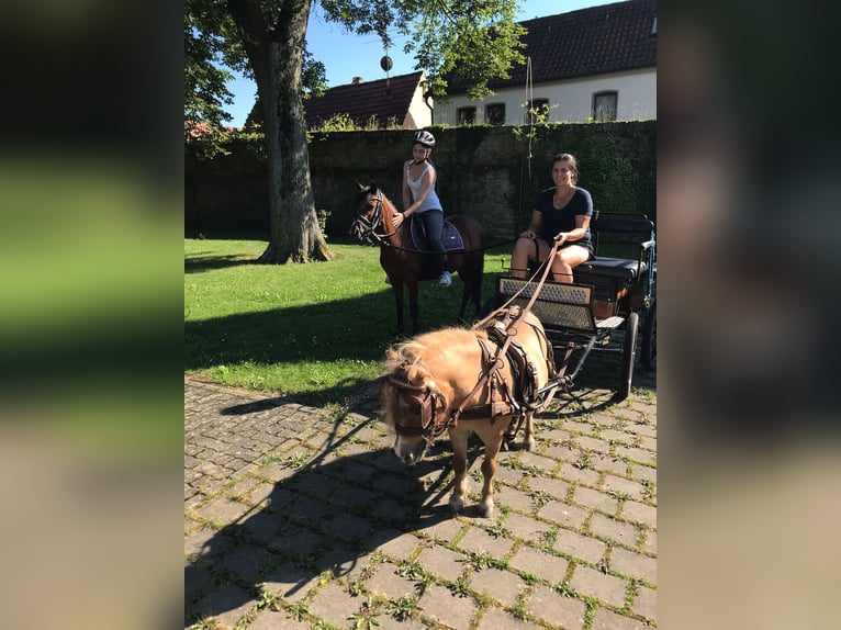 Kuc walijski sekcji B Klacz 5 lat 132 cm Ciemnogniada in Mainbernheim