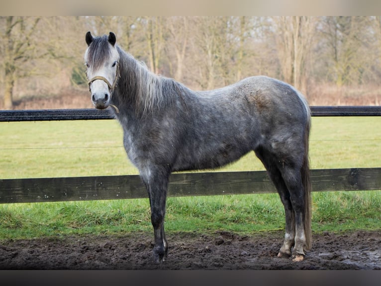 Kuc walijski sekcji B Klacz 5 lat 132 cm Siwa in Borculo