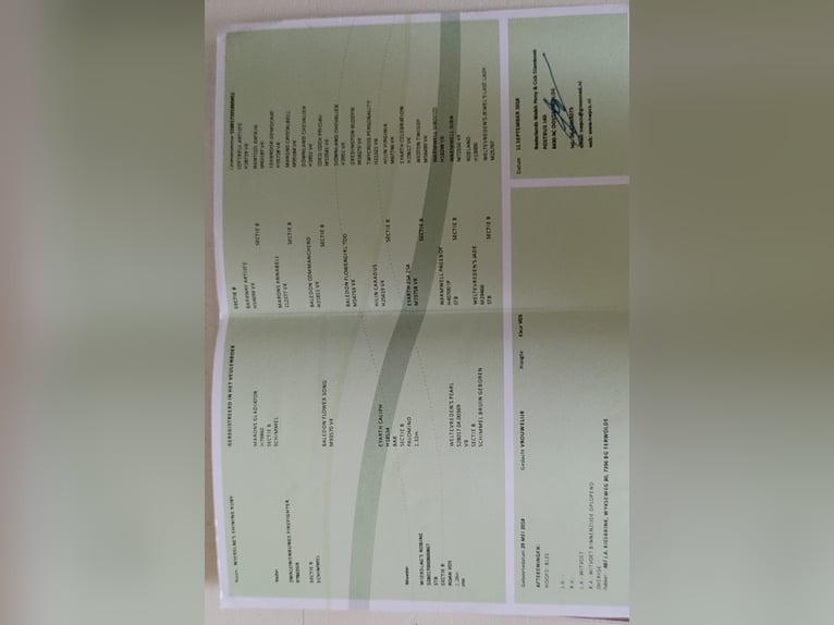 Kuc walijski sekcji B Klacz 5 lat 132 cm Siwa in Borculo