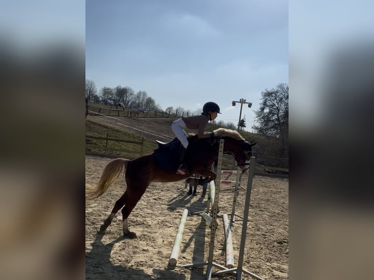 Kuc walijski sekcji B Klacz 5 lat 134 cm Ciemnokasztanowata in Büren