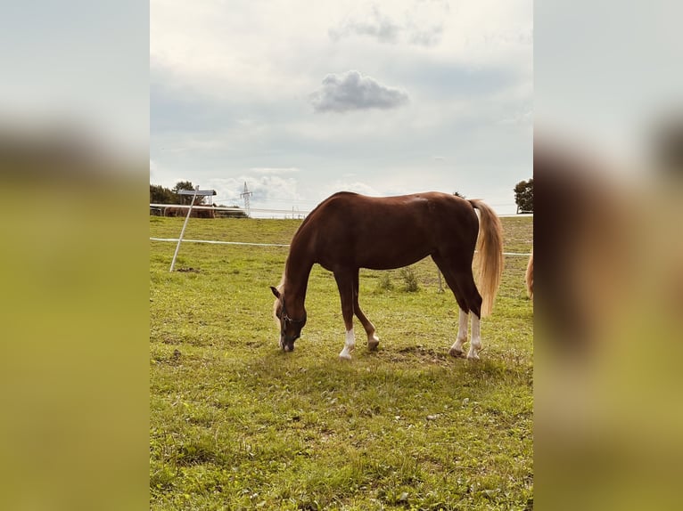 Kuc walijski sekcji B Klacz 5 lat 134 cm Ciemnokasztanowata in Büren