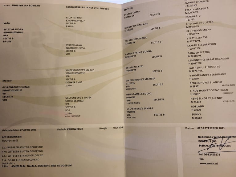 Kuc walijski sekcji B Klacz 5 lat 134 cm Kasztanowata in Emlichheim