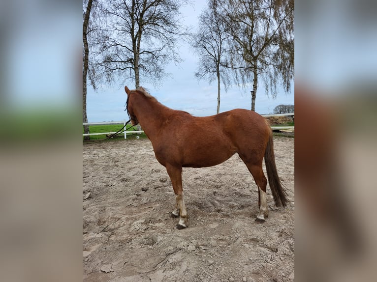 Kuc walijski sekcji B Klacz 5 lat 134 cm Kasztanowata in Emlichheim