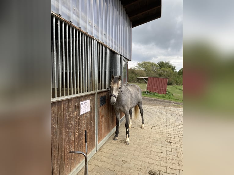 Kuc walijski sekcji B Klacz 5 lat 137 cm Siwa in Hünstetten