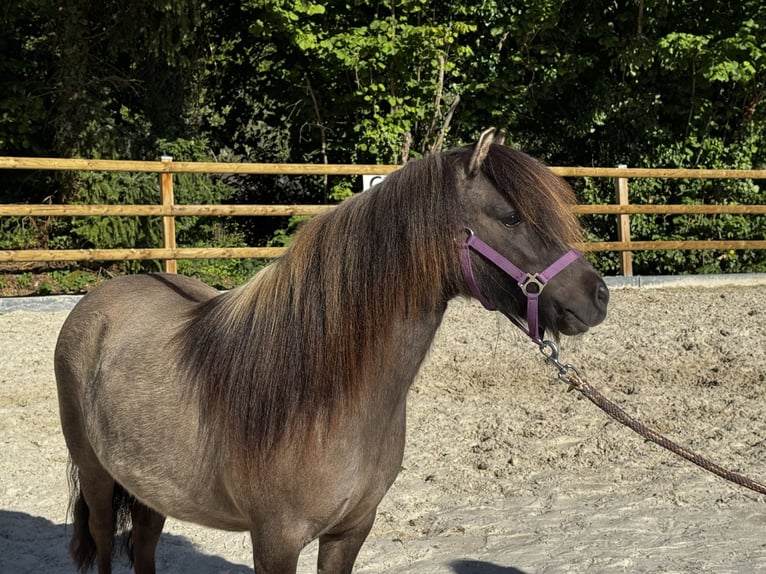 Kuc walijski sekcji B Klacz 5 lat 155 cm Siwa in Gelterkinden