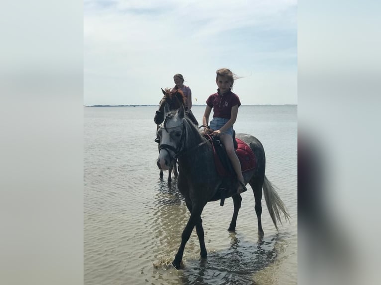 Kuc walijski sekcji B Klacz 6 lat 122 cm Siwa jabłkowita in Dordrecht