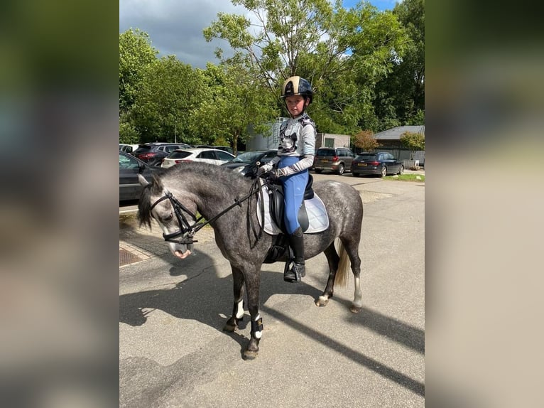 Kuc walijski sekcji B Klacz 6 lat 122 cm Siwa jabłkowita in Dordrecht