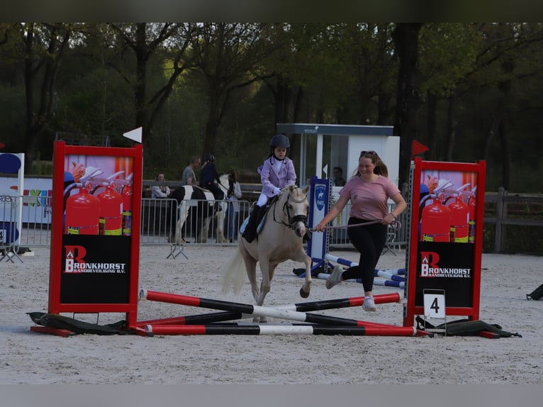 Kuc walijski sekcji B Klacz 6 lat 126 cm Izabelowata in IJsselmuiden