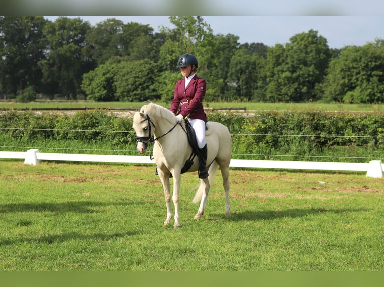 Kuc walijski sekcji B Klacz 6 lat 126 cm Izabelowata in IJsselmuiden