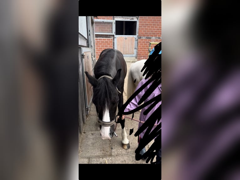 Kuc walijski sekcji B Klacz 6 lat 130 cm Kara in Hamburg