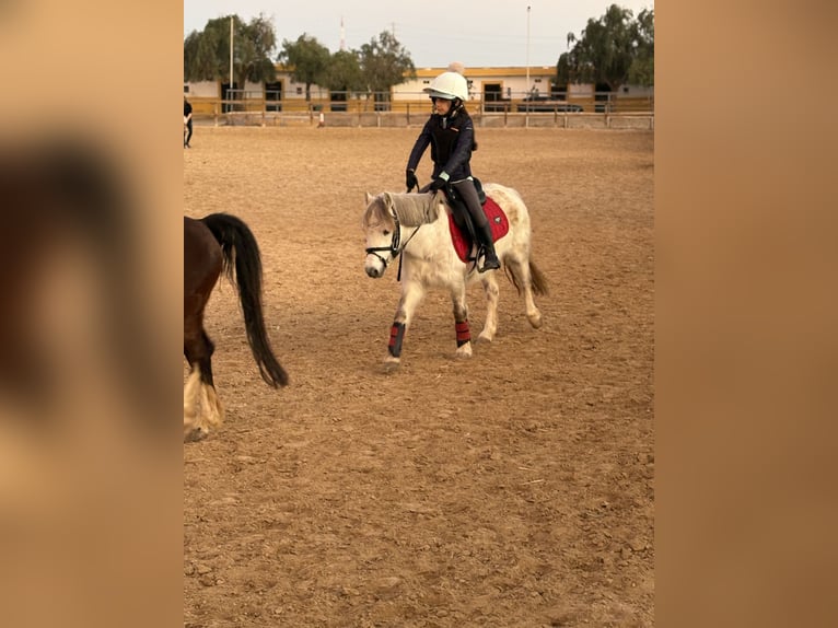 Kuc walijski sekcji B Klacz 6 lat 130 cm Siwa in La Cañada, Almería