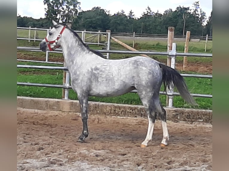 Kuc walijski sekcji B Klacz 6 lat 131 cm Karosiwa in Steinborn