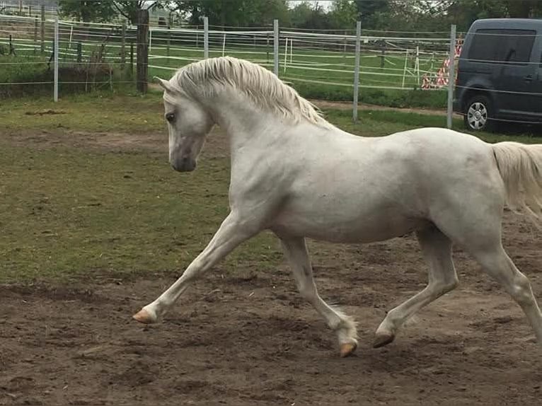 Kuc walijski sekcji B Klacz 6 lat 131 cm Karosiwa in Steinborn
