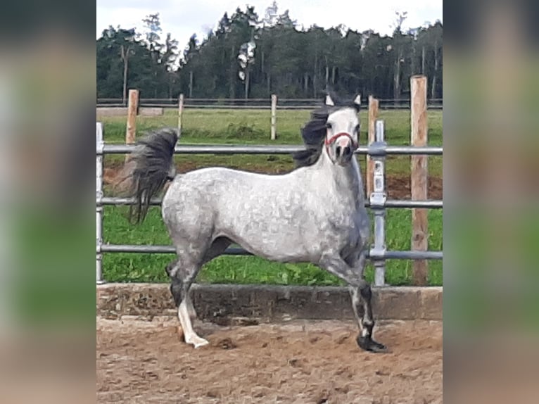 Kuc walijski sekcji B Klacz 6 lat 131 cm Karosiwa in Steinborn