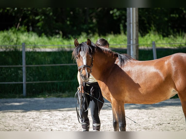 Kuc walijski sekcji B Klacz 6 lat 134 cm Gniada in Düsseldorf