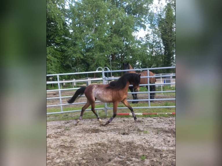 Kuc walijski sekcji B Klacz 6 lat 135 cm Sabino in Geestland