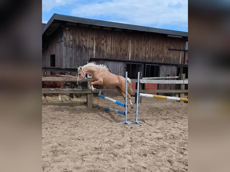 Kuc walijski sekcji B Klacz 7 lat 122 cm Izabelowata in Zawada