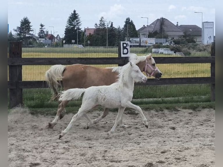Kuc walijski sekcji B Klacz 7 lat 122 cm Izabelowata in Zawada