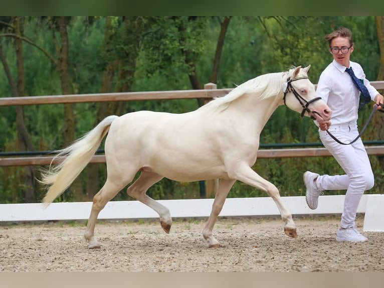 Kuc walijski sekcji B Klacz 7 lat 125 cm Cremello in Zoelen