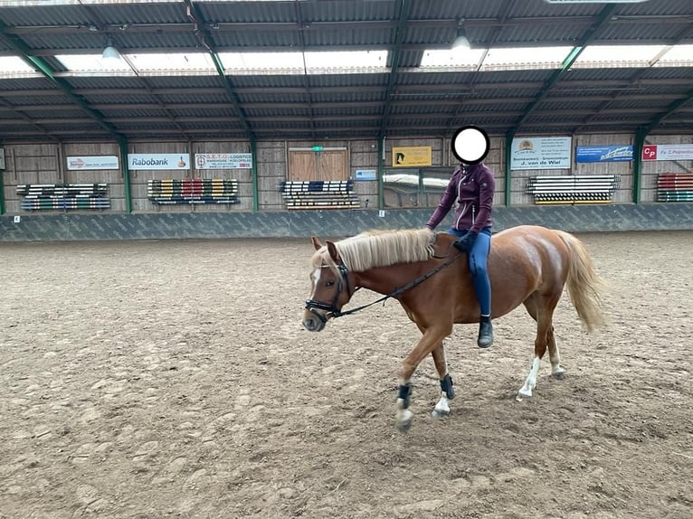 Kuc walijski sekcji B Klacz 7 lat 126 cm Kasztanowata in Haaren