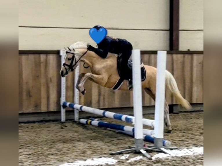 Kuc walijski sekcji B Klacz 7 lat 128 cm Izabelowata in Kirchdorf in Tirol