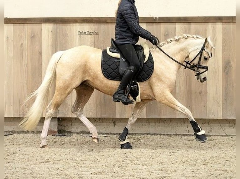 Kuc walijski sekcji B Klacz 7 lat 128 cm Izabelowata in Kirchdorf in Tirol