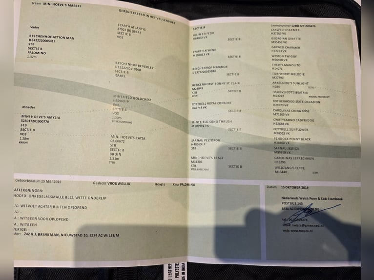 Kuc walijski sekcji B Klacz 7 lat 128 cm Izabelowata in Kirchdorf in Tirol