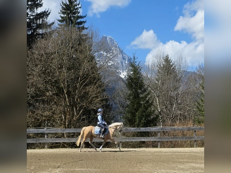 Kuc walijski sekcji B Klacz 7 lat 128 cm Izabelowata in Kirchdorf in Tirol