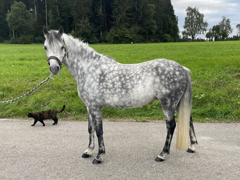 Kuc walijski sekcji B Klacz 7 lat 128 cm Siwa in Matzingen