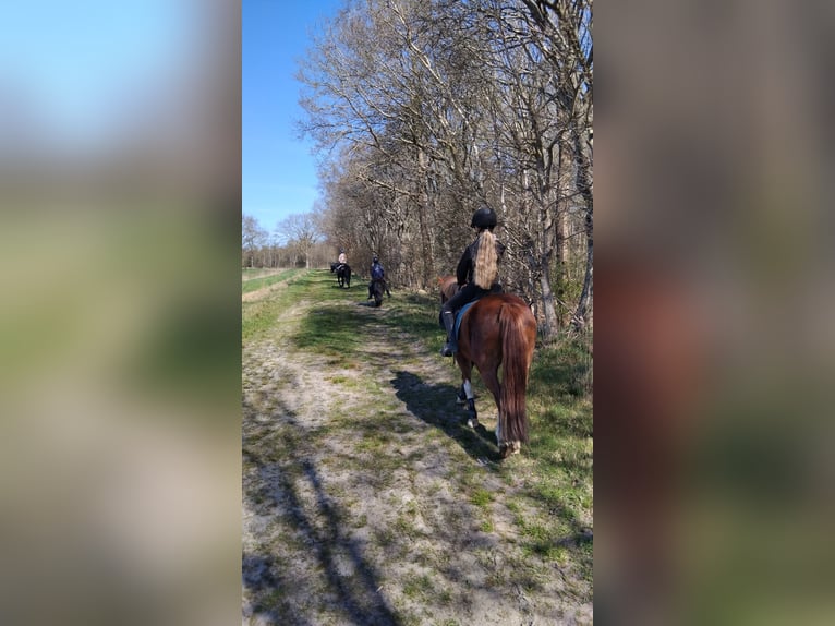Kuc walijski sekcji B Klacz 7 lat 130 cm Kasztanowata in Neulehe
