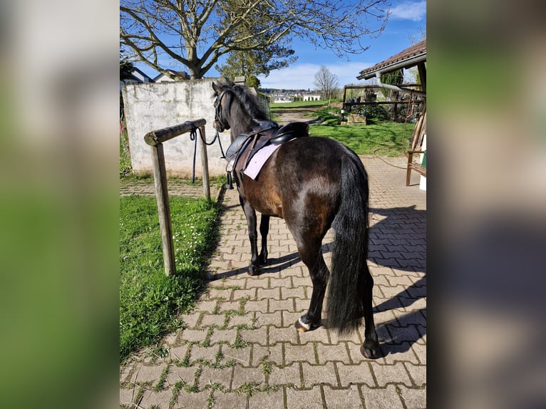 Kuc walijski sekcji B Klacz 7 lat 130 cm in Schömberg
