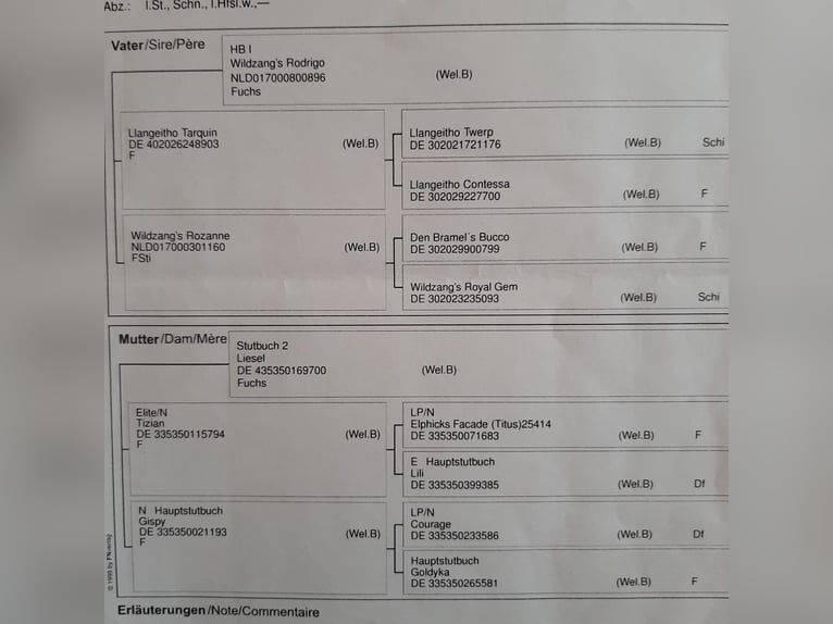 Kuc walijski sekcji B Klacz 7 lat 130 cm in Schömberg