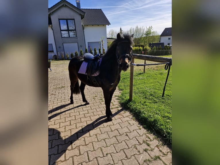 Kuc walijski sekcji B Klacz 7 lat 130 cm in Schömberg